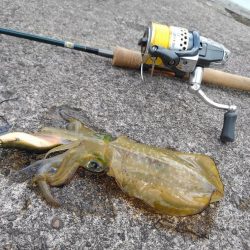 風吹く越前海岸でエギング